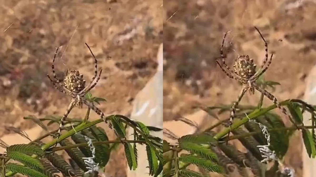Dünyanın en zehirli örümceği: O ilimizde görüldü!